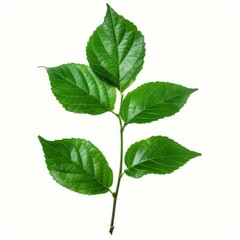 Fototapeta premium Studio shot of twig with green leaves growing on white background