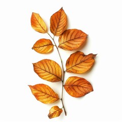 Obraz premium Orange autumn leaves on a branch isolated on a white background, creating a simple yet beautiful fall composition
