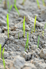 closeup the ripe green soil wheat stitch plant growing with leaves in the farm field with clay soft focus natural green brown background.