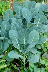 closeup the bunch ripe green cauliflower plant with soil heap growing in the farm soft focus natural green brown background.
