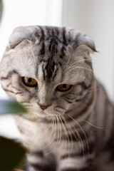 portrait of a gray British cat on a windowsill, postcard with a cat for a holiday