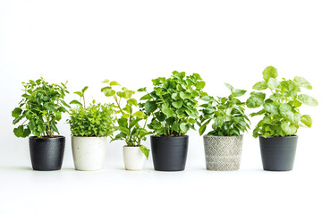 Collection of indoor house plants in ceramic pots collection isolated on a white background