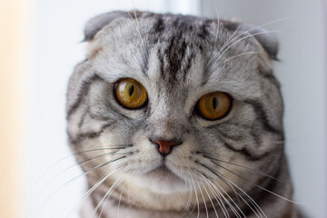 scottish fold cat tiger coloring, portrait of a cute cat