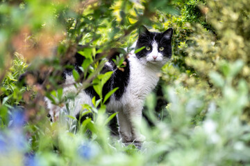 A black and white domestic cat sits outside in the summer in a garden full of plants and flowers.