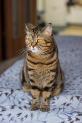 scottish fold cat tiger coloring, portrait of a cute cat