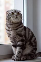 scottish fold cat tiger coloring, portrait of a cute cat