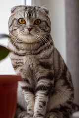 scottish fold cat tiger coloring, portrait of a cute cat