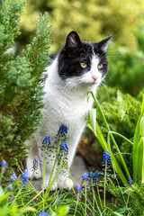 A black and white domestic cat sits outside in the summer in a garden full of plants and flowers.