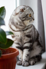 beautiful portrait of a scottish cat