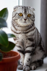scottish fold cat tiger coloring, portrait of a cute cat