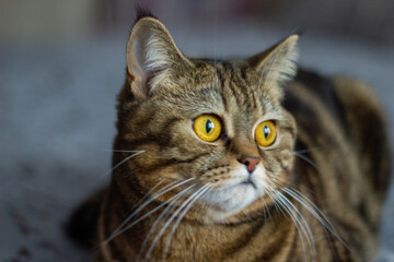 cat with bright yellow eyes portrait with blue backlight