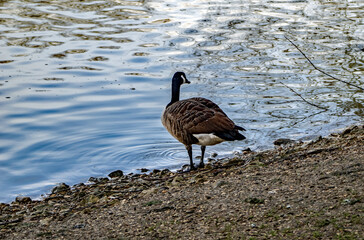 country goose branta canadensis