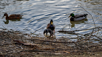 Mallards on the water