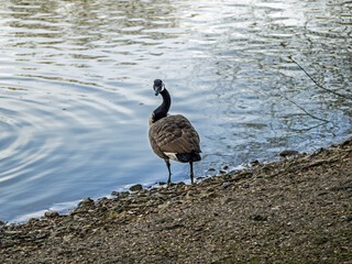 country goose swimming