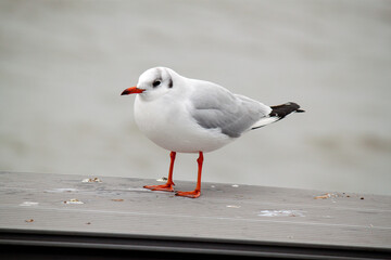 seagull on the beach