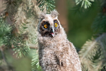 great horned owl