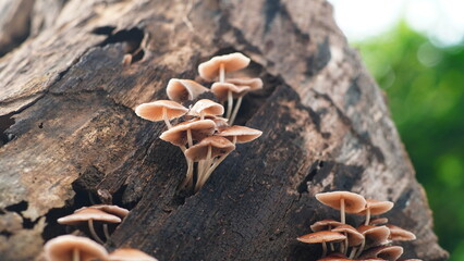 group of Baeospora myosura mushrooms