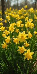 Fototapeta premium Vibrant yellow daffodils blooming in a sunlit field, narcissus, cheerful