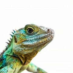 Obraz premium Chinese water dragon showing its beautiful skin