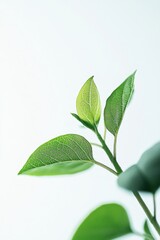 Obraz premium 07091353 226 Close-up, green plant seedling, tender leaves with slight translucence, white background, subtle lighting creating soft shadows 