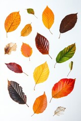 Colorful Fall foliage background. Seasonal theme for greeting card background.