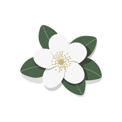  Simple Vector Illustration of White Magnolia Flower with Green Leaves