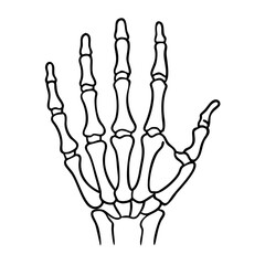  Human Hand Skeleton Outline Vector Anatomy Illustration