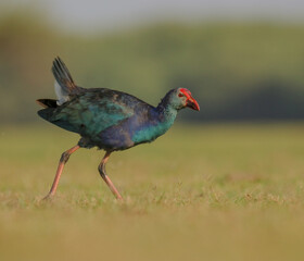 Obraz premium pheasant in the grass