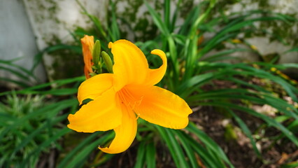 A beautiful daylily (Hemerocallis middendorffii) blooms in the garden, its bright yellow hue and delicate stamens evoking feelings of warmth and serenity