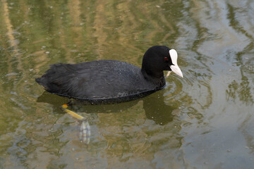 Coot