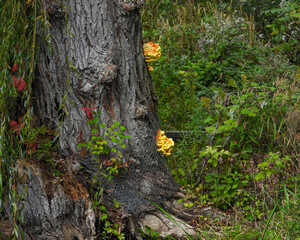 Chicken of the Woods | Laetiporus spp | Edible North American Mushroom Fungi