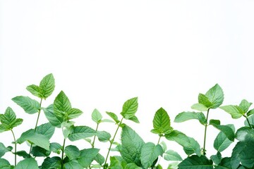 Lush green mint leaves isolated on white background.