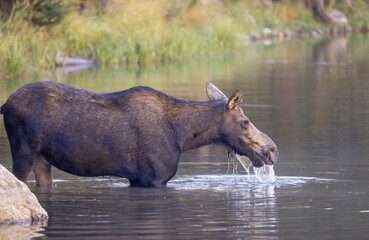 Cow Moose in Wyoming in Autumn