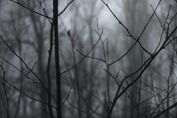 Dark branches against a background of thick fog, horror winter forest, fantastic nature