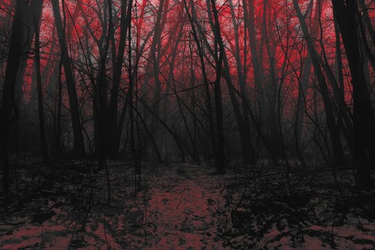 Red horror winter forest atmosphere, creepy woodland landscape, red light, fantastic nature, surrealistic light effects 
