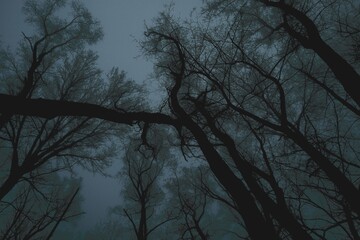 Trees in the winter forest, view from below, tree against sky, Epic tree in the woods, Atmospheric Black Metal forest, winter dark spooky forest, blue fantastic sky