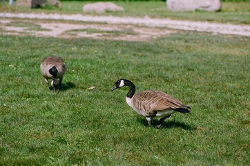 Canadian Geese
