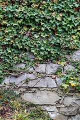 Ivy and stems of the maiden grapes with green leaves hanging down along rock wall, Background texture