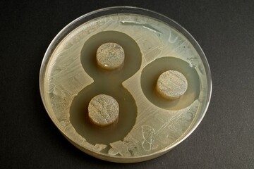 bacteria antagonism activity on agar