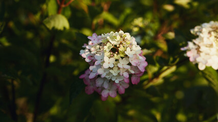 Close-up of soft white and pink hydrangea blossoms clustered together