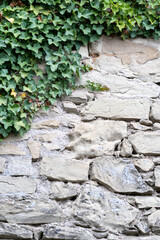 Ivy and stems of the maiden grapes with green leaves hanging down along rock wall, Background texture