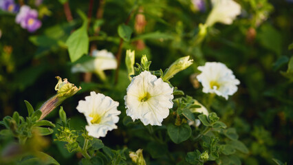 White petunias blooming amidst green foliage, illuminated by natural sunlight.
