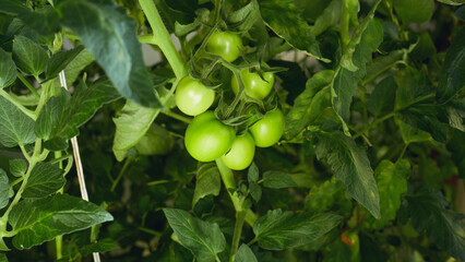 Green tomatoes on a vine with dense foliage in a greenhouse under soft lighting.