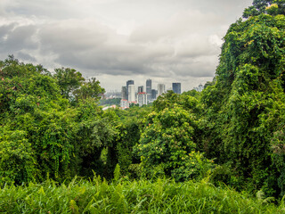 View of the Singapore skyline from the forest on Mount Faber