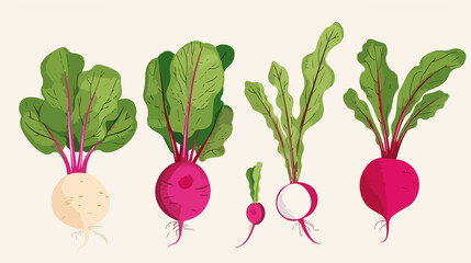 Vibrant Radishes Vector Illustration Set for Culinary Designs