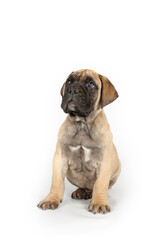 A Bullmastiff puppy sitting in a studio setting, showcasing its adorable and calm expression with a neutral background