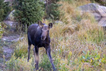 Cow Moose in Autumn in Wyoming