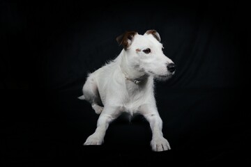 Obraz premium A mixed-breed dog on a black background, showcasing its unique features and expressive eyes