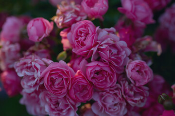 Vivid pink roses in bloom with delicate petals and lush textures, captured in soft natural light with blurred depth.