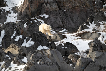 Polar bear walking along the rocky shoreline of Hudson Bay